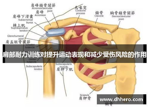 肩部耐力训练对提升运动表现和减少受伤风险的作用